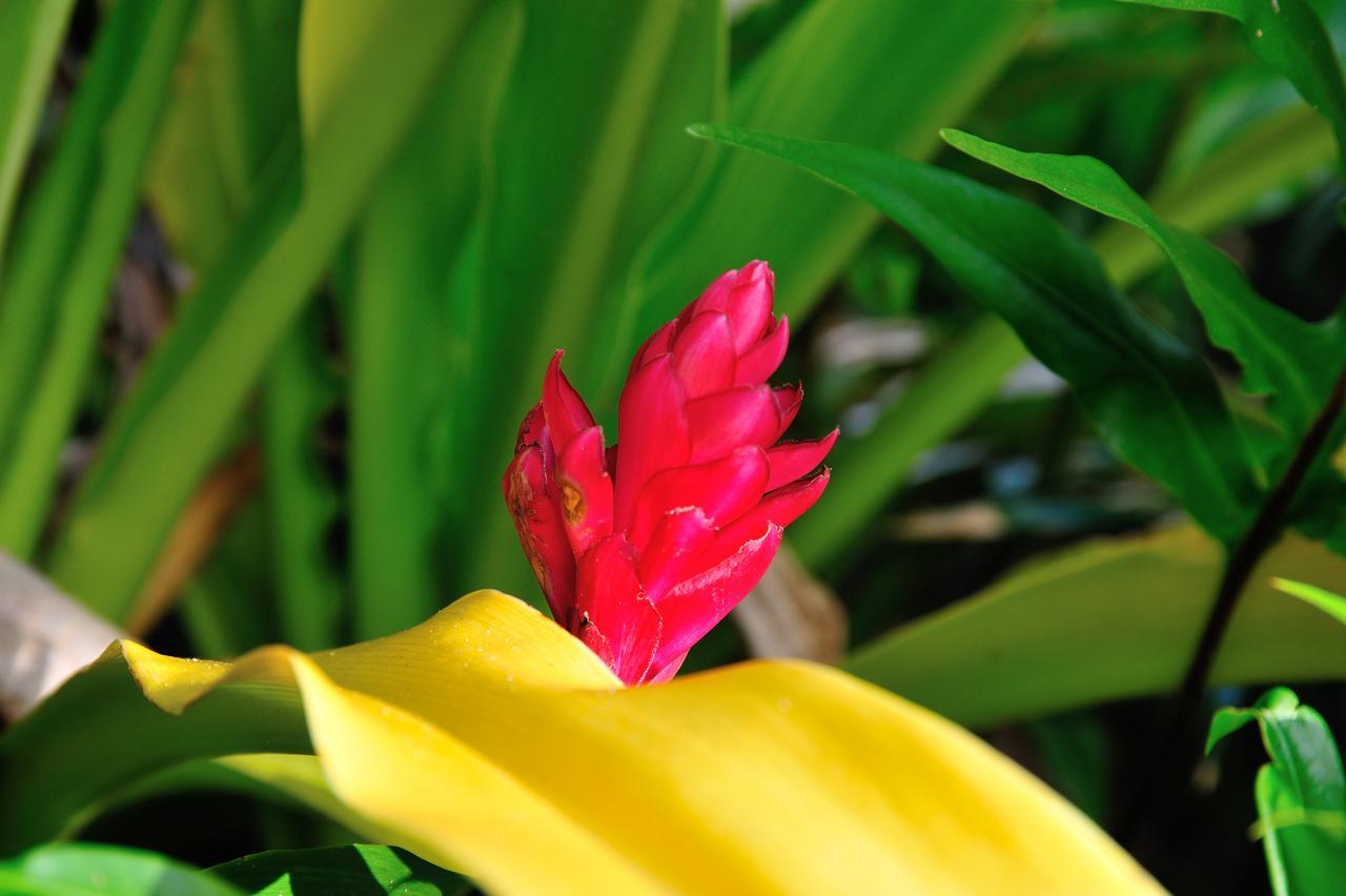 Reef Resort Vava'U Utungake Luaran gambar